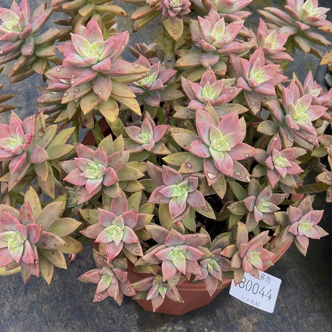 杨*燕橙色恋人80044