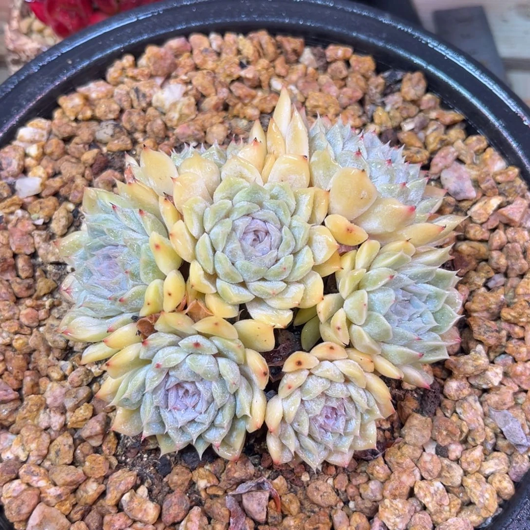 马丽贝尔满20包邮一物一拍