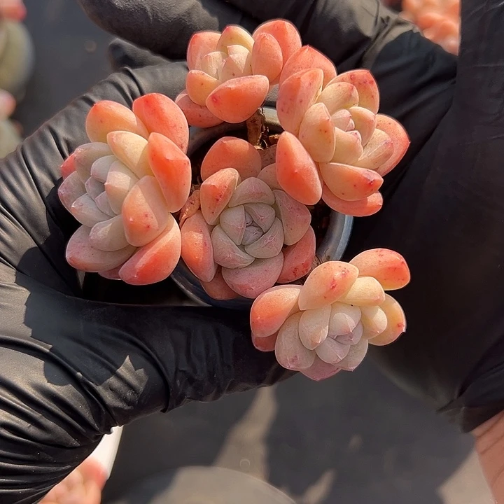 沫***～3338，五头冰玉带盆发的