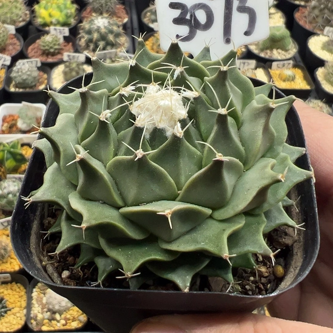 3073帝冠实生KKKKKK