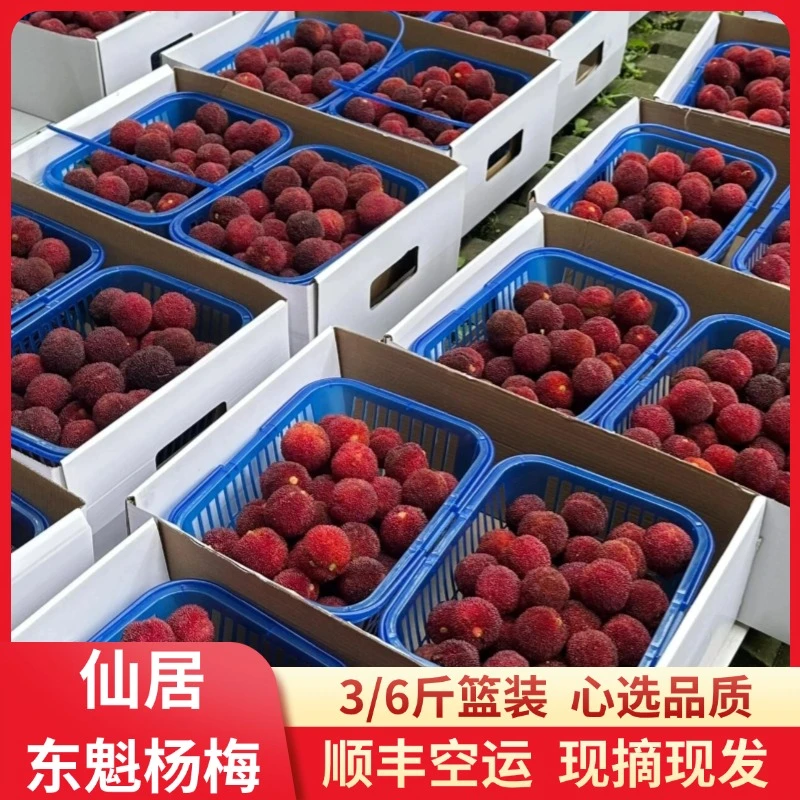 【仙居东魁7A篮装】顺丰空运包邮现摘正宗浙江杨梅中果鲜水果3/6斤