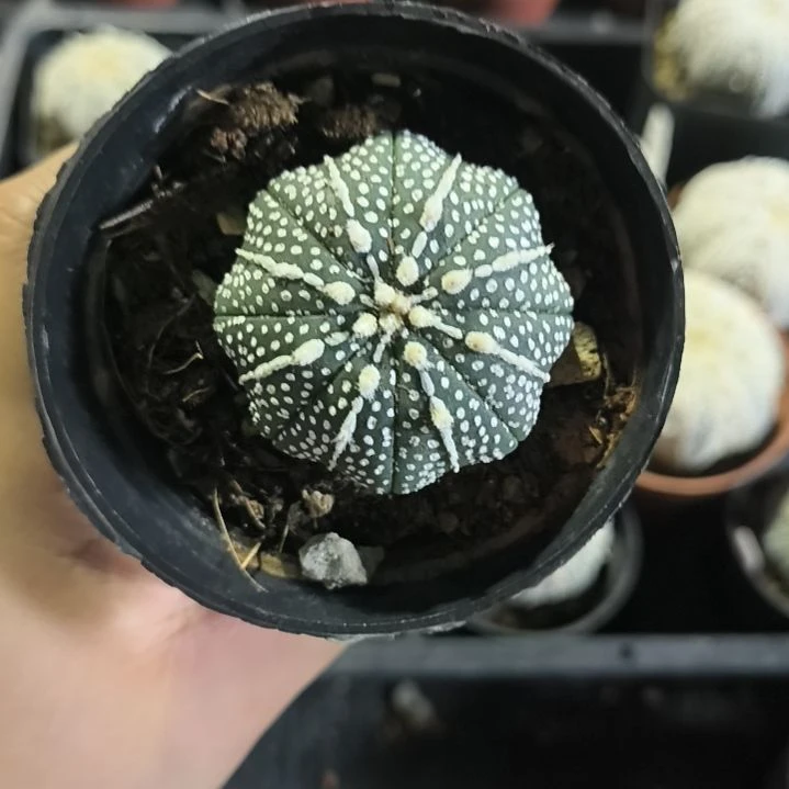 奇迹4.4一物一拍脱土发货