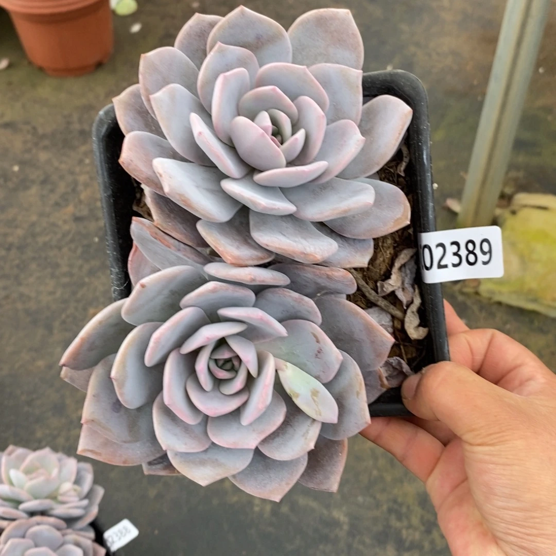 2389红茶一物一拍