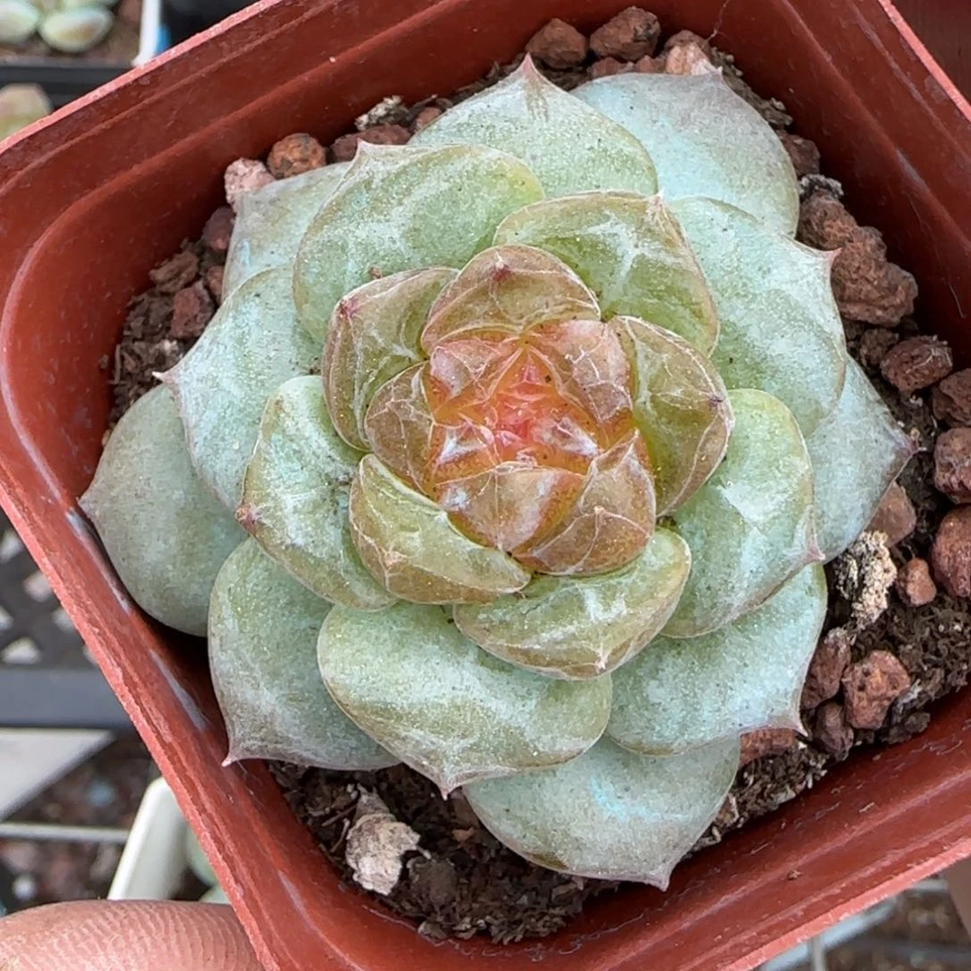 小卡拉米糖心一物一拍