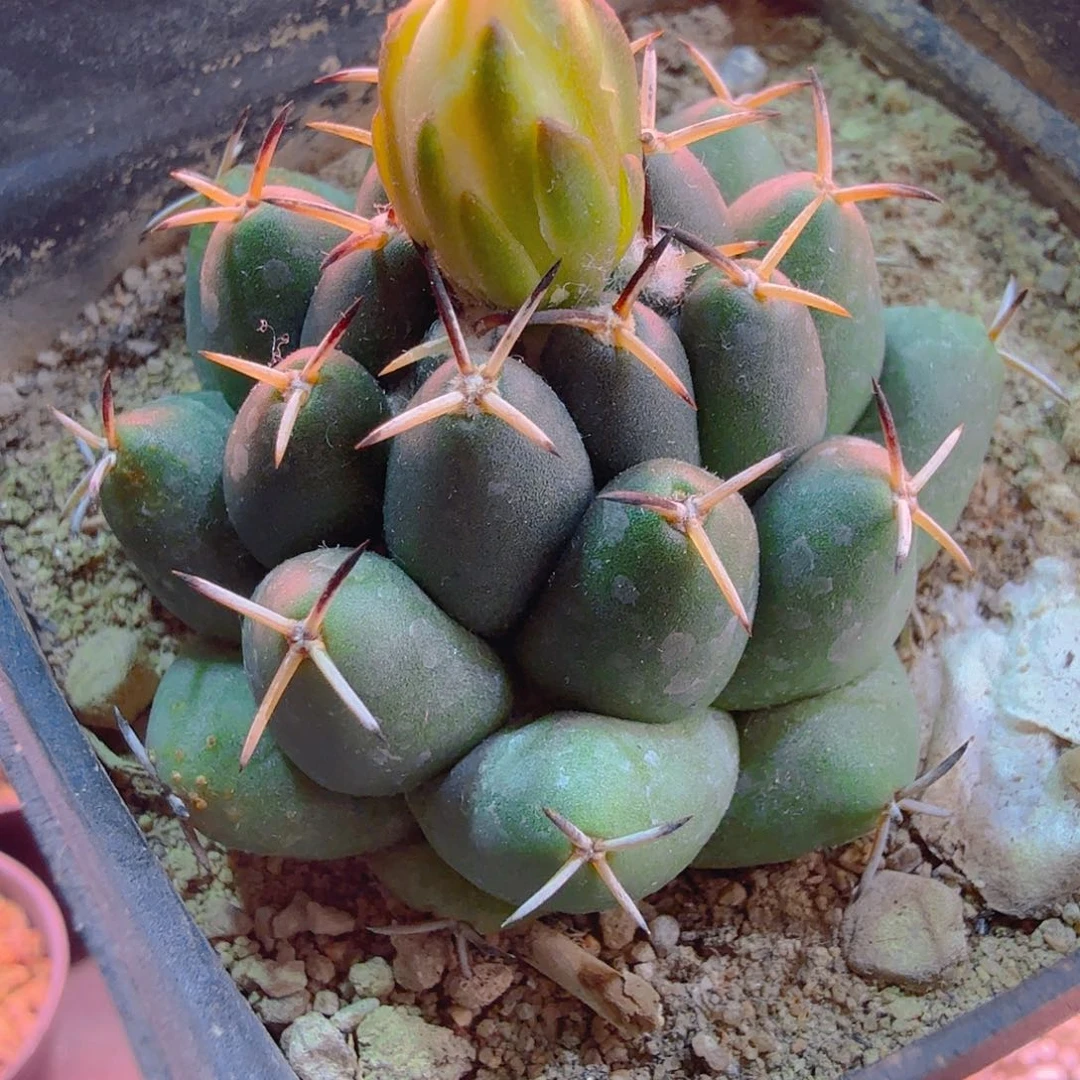 魔象实生多肉植物