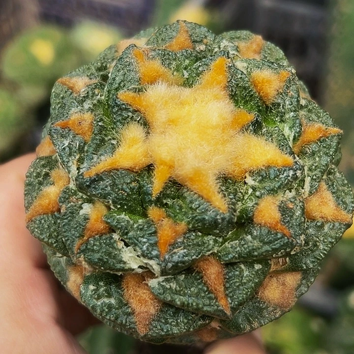 无花朵螺旋金毛大尤龟甲牡丹517