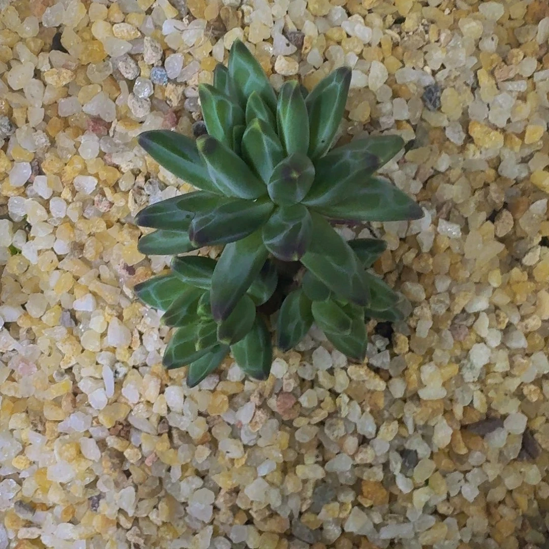 黑珍珠 3头 一物一拍