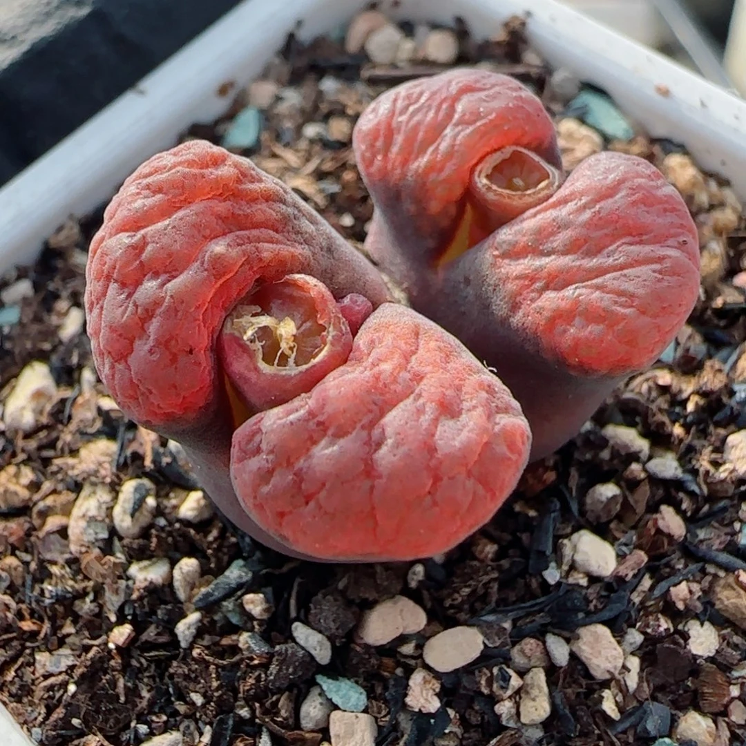 多肉植物红麒麟90号