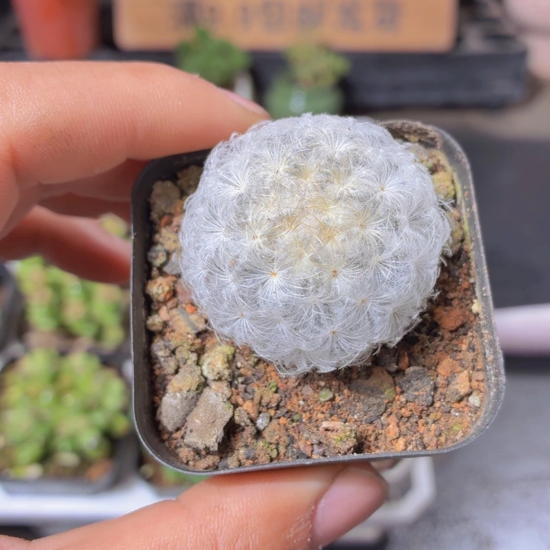 白星多肉9.9包邮发货