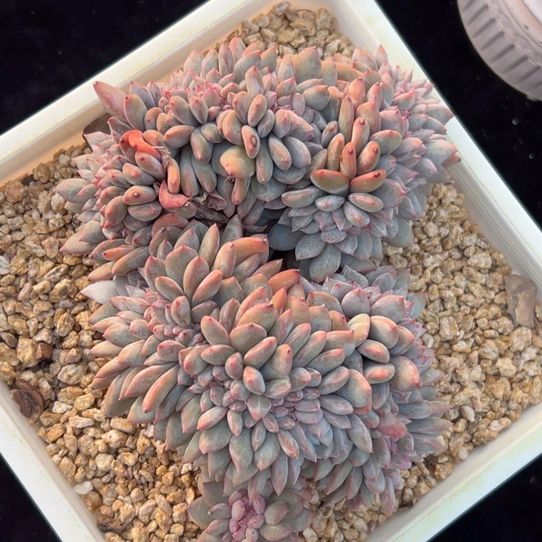 新年快乐 新年快乐