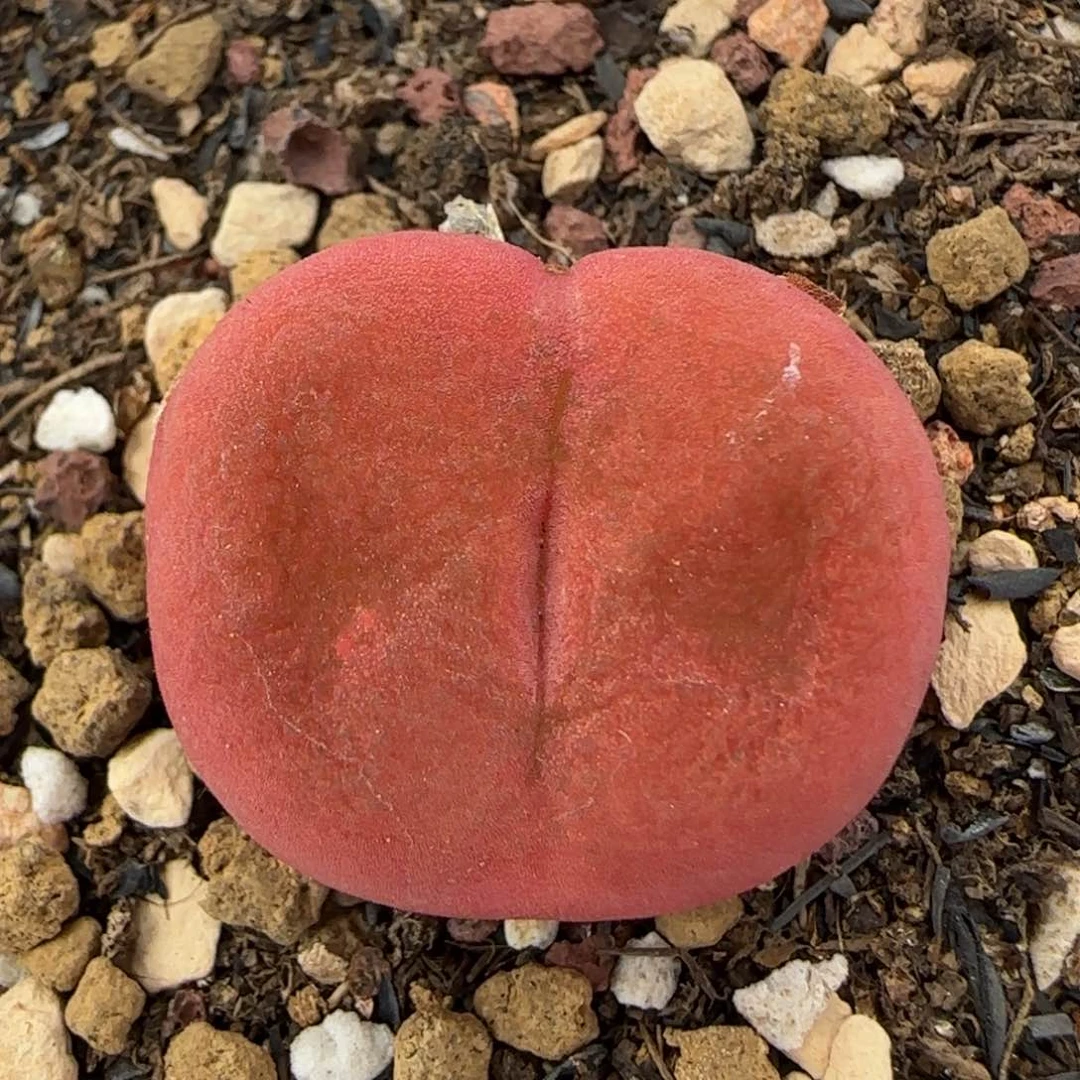 5.13。水蜜桃1430.5。9007