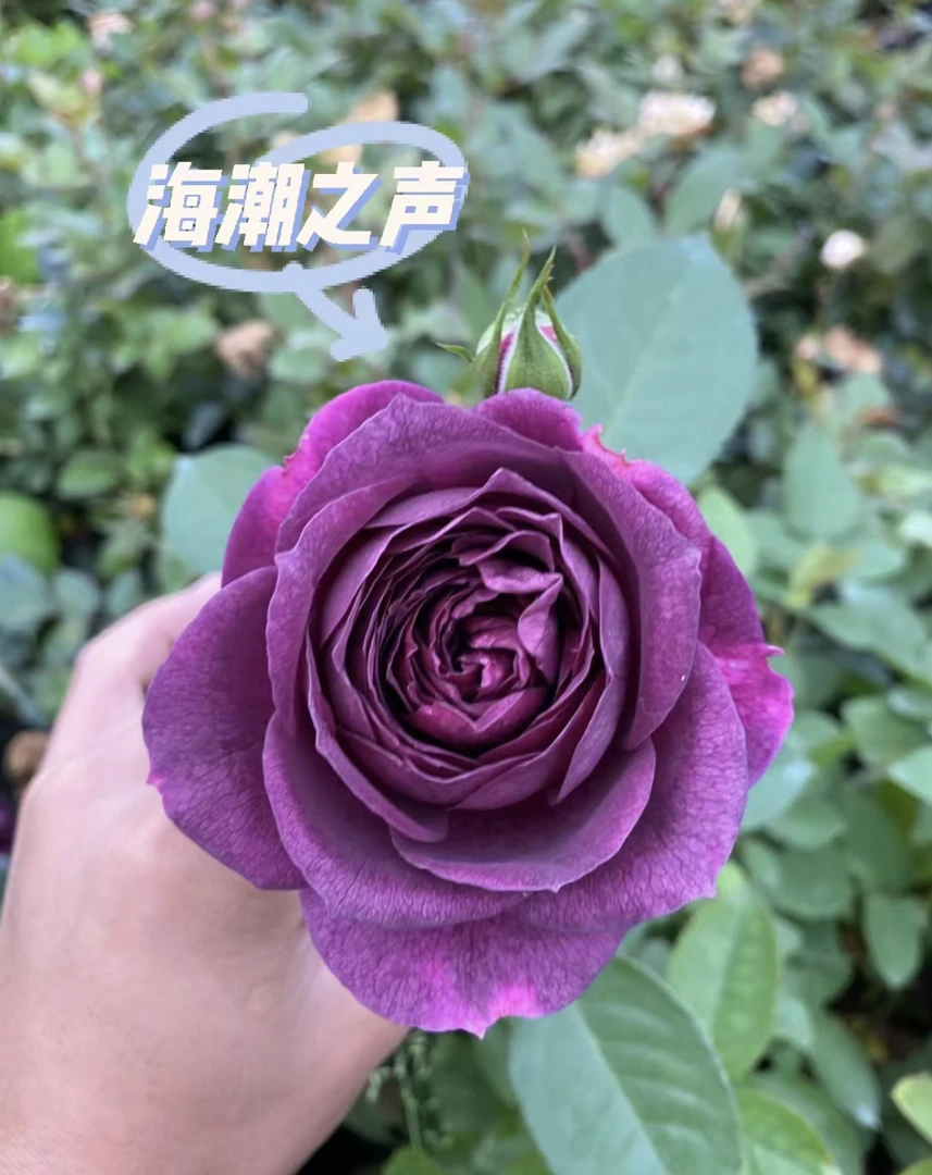 【海潮之声】浓香大花月季 丰花玫瑰盆栽植物观花