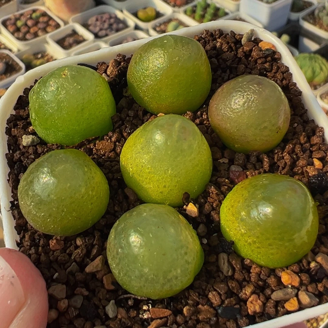 051多肉植物种类和