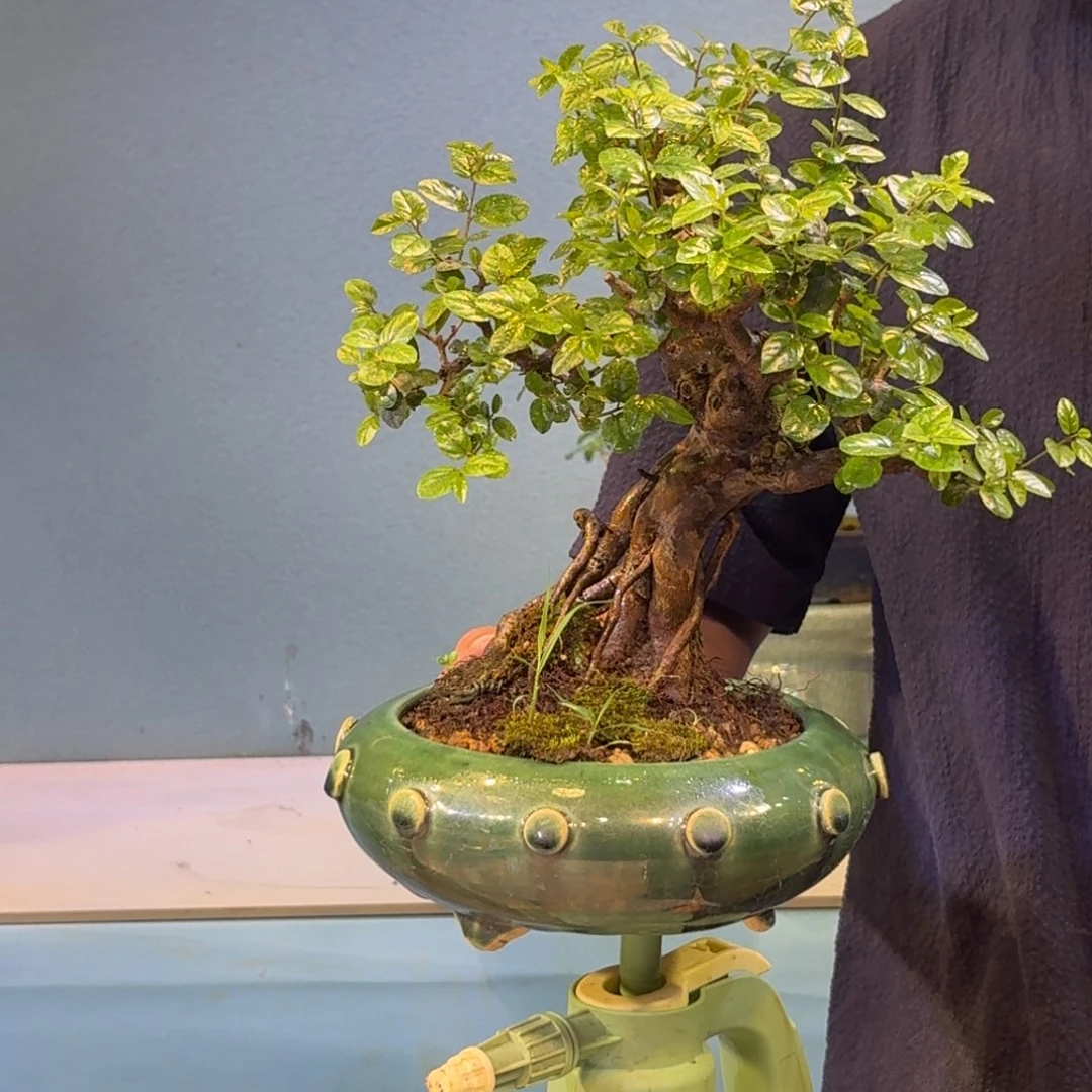 油***面无花朵雀梅一物一拍
