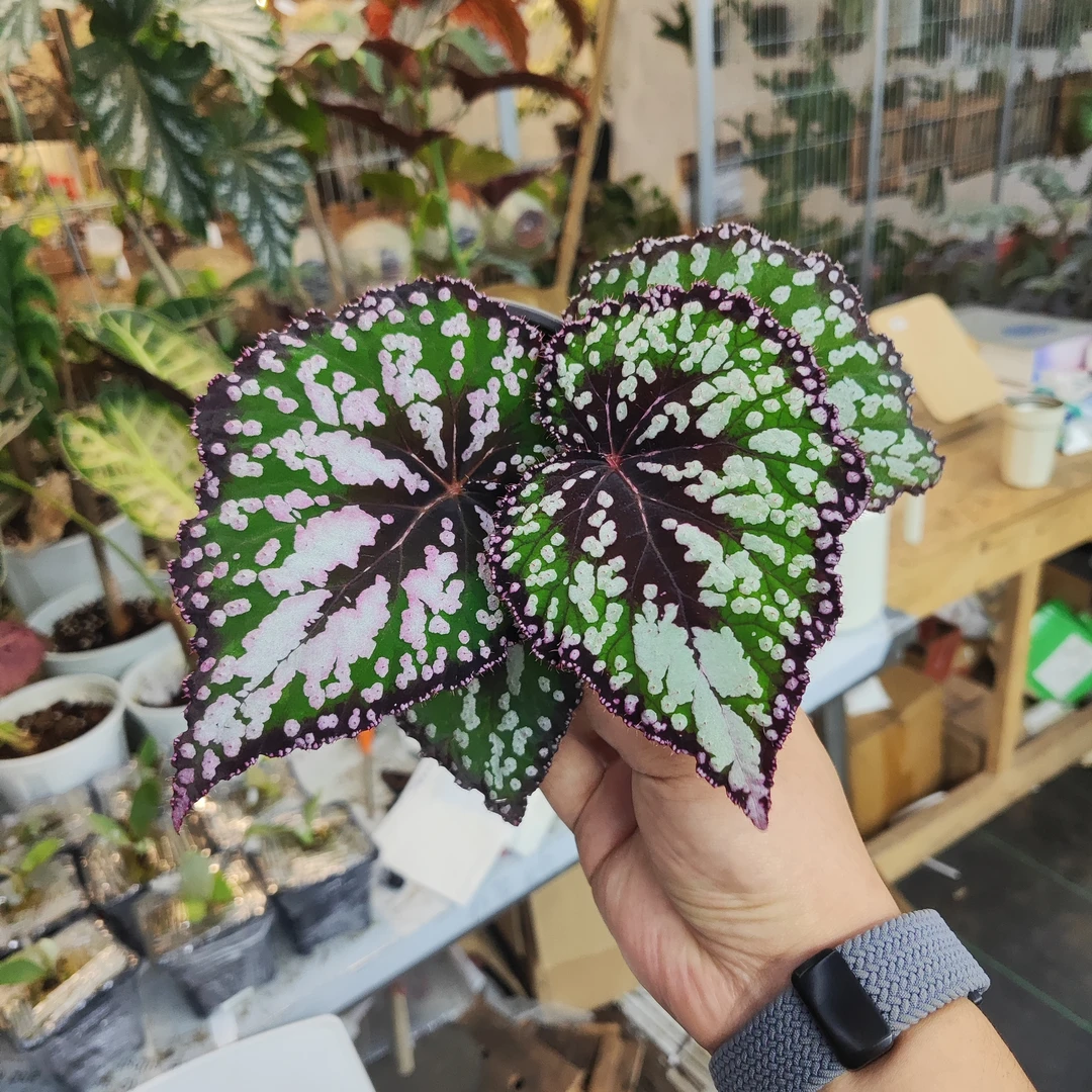 M豆秋海棠室内观叶植物秋海棠盆栽好养