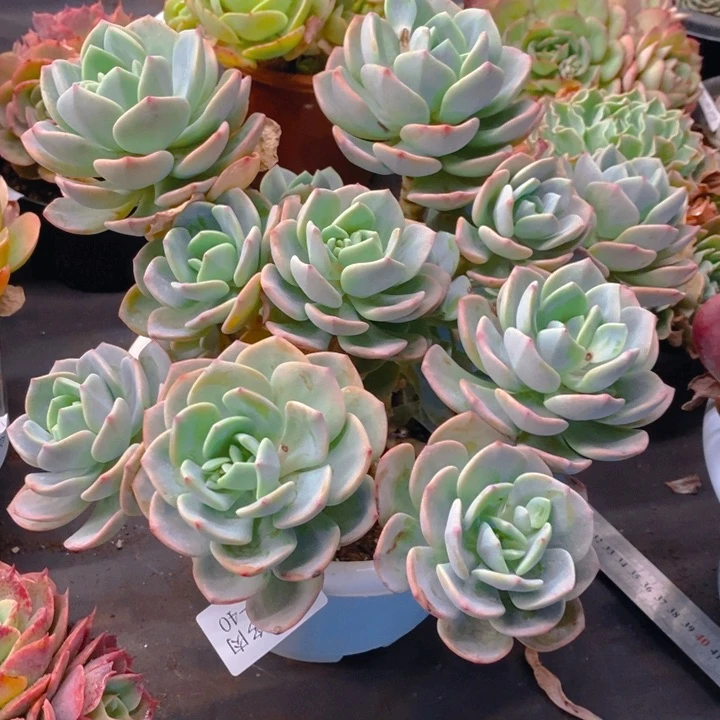 夏悦多肉0210-40白月光