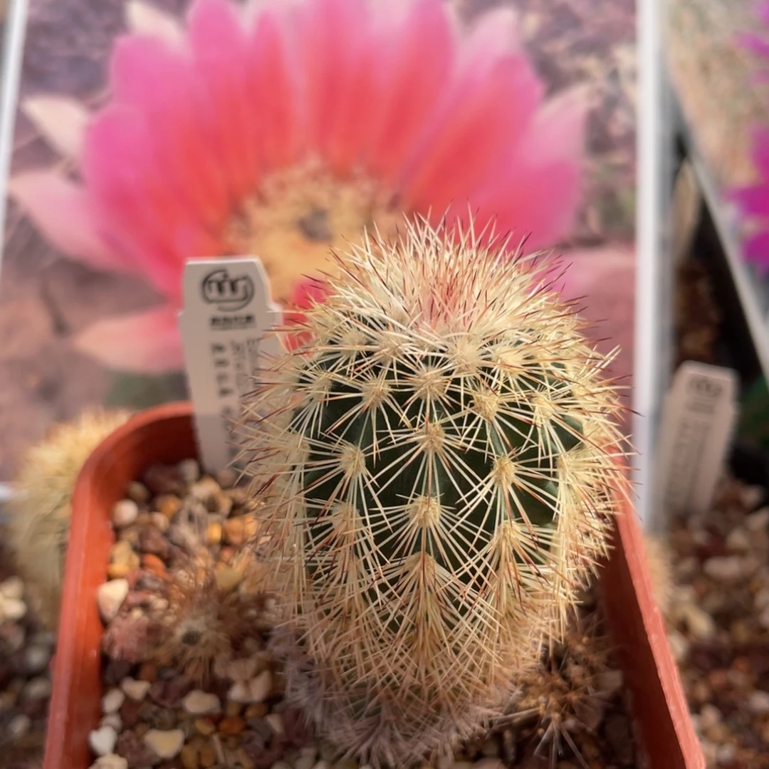 鹿角柱实生仙人球粉花御旗