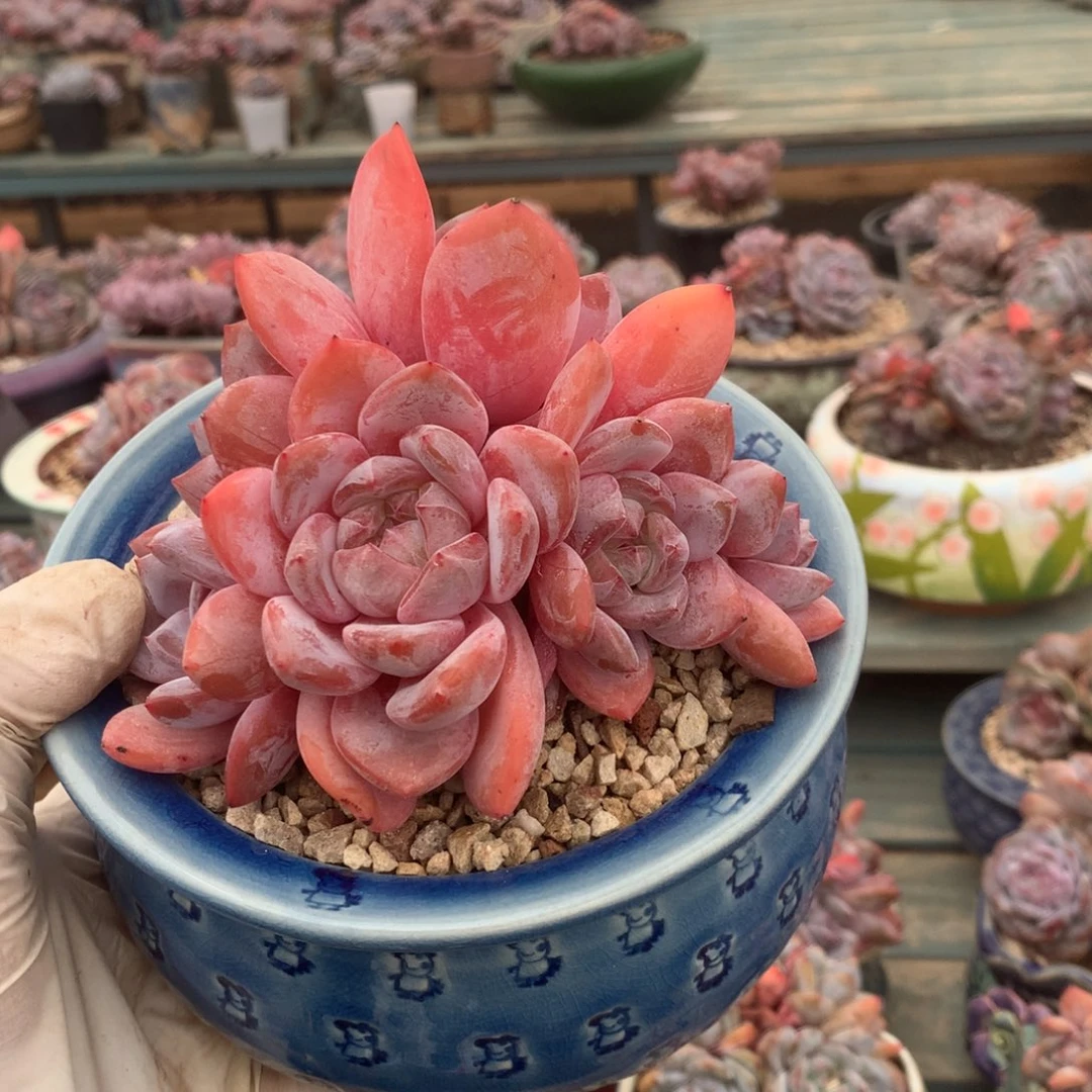 无花朵哈哈哈哈哈哈哈哈哈无砍18