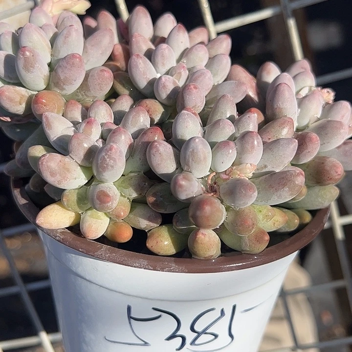 用***0散群婴儿手指多肉植物