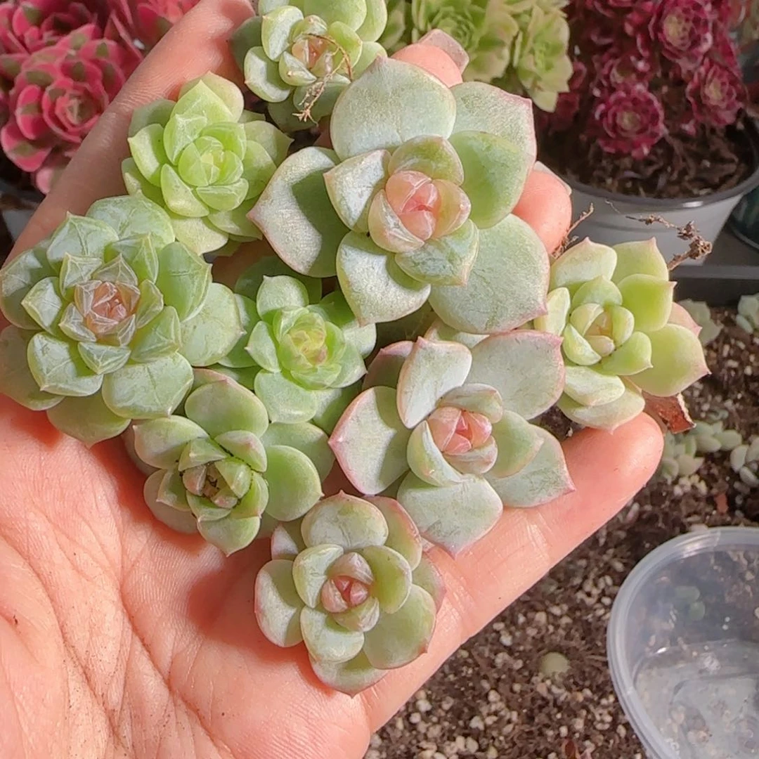 0616---49糖心珍妮