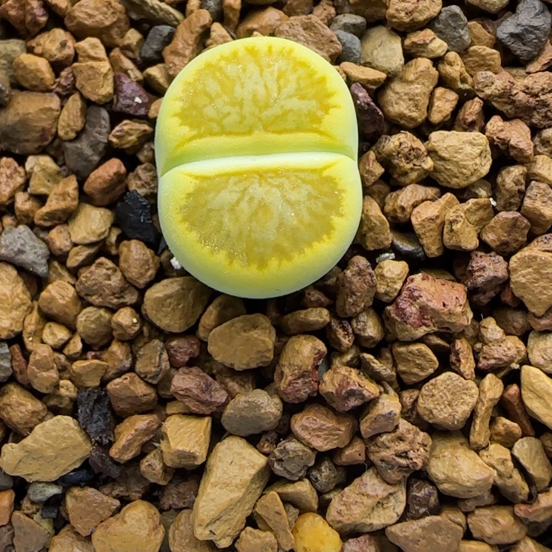 695 生石花大棚直播