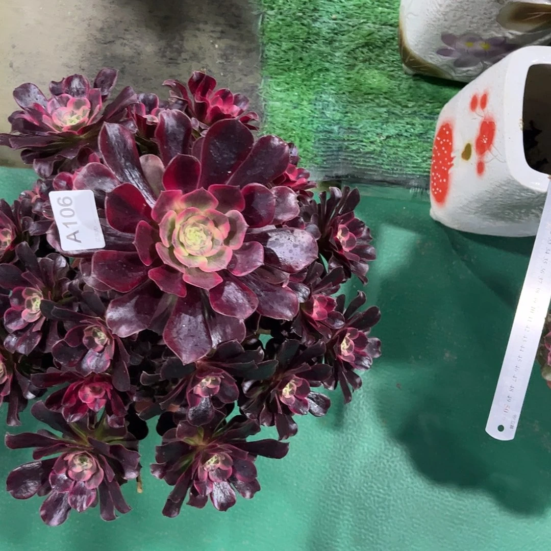 半***过多肉凤冠000000000106