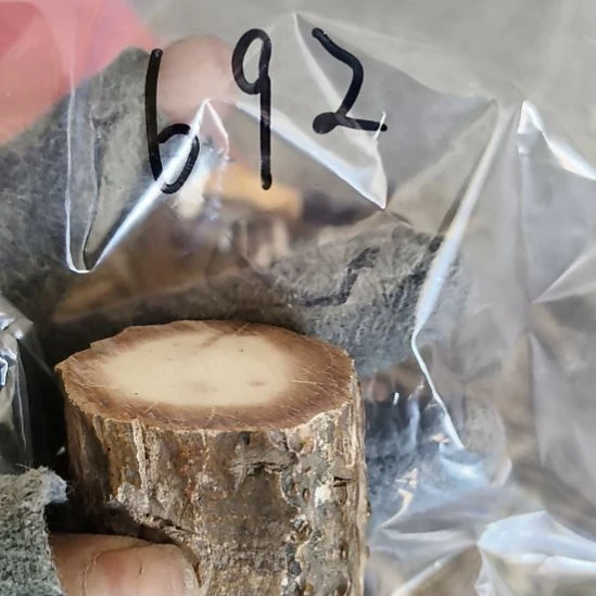 岁***人鹿角鹿角鹿角鹿角鹿角鹿角