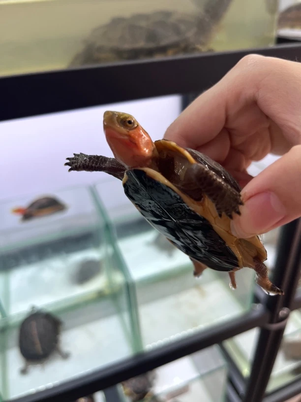 高背短球体纯安缘黄缘龟观赏龟活体宠物龟