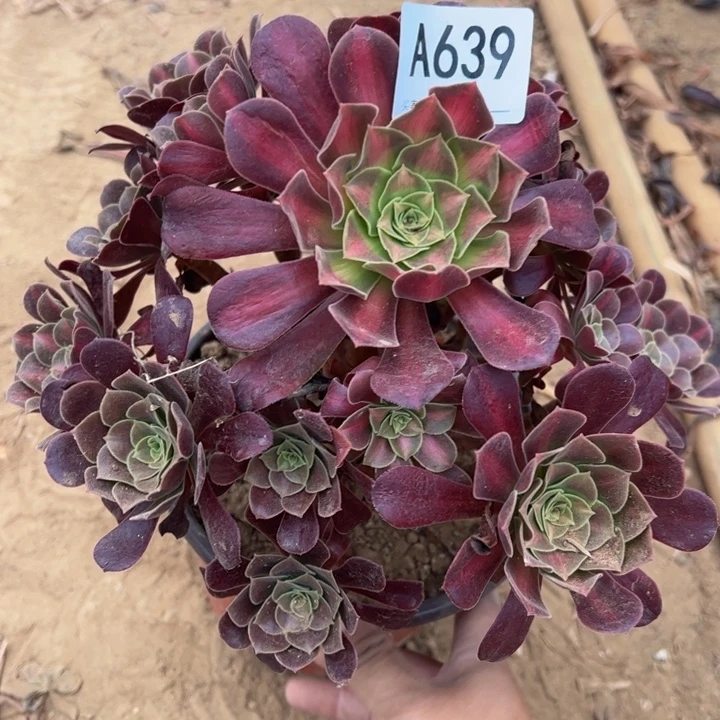 微瑕画娜多肉植物639.