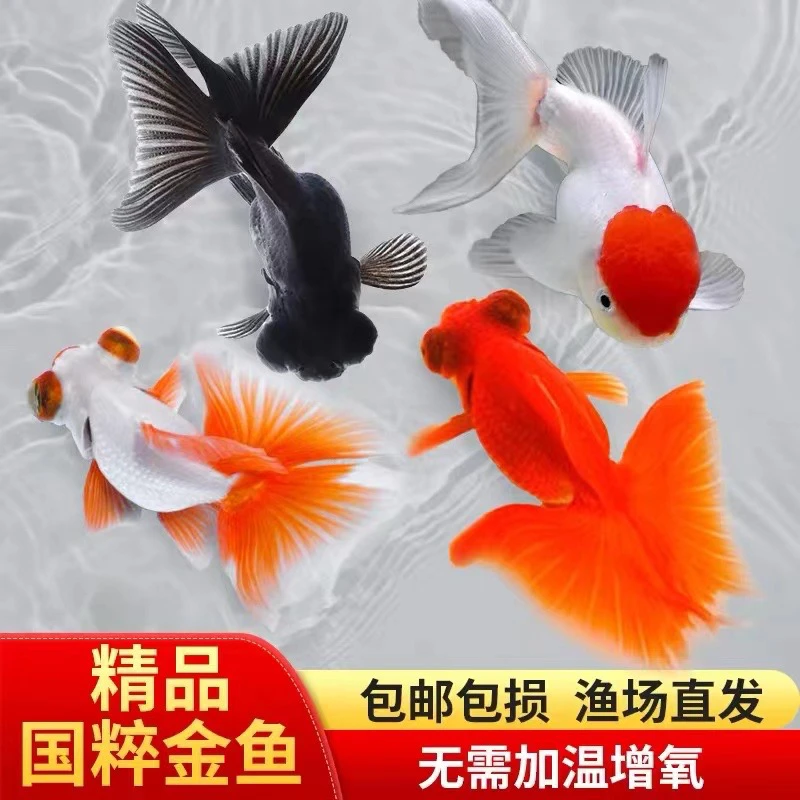 15条6-8厘米国粹金鱼好养耐活冷水观赏鱼蝶尾龙睛国狮鸿运当头