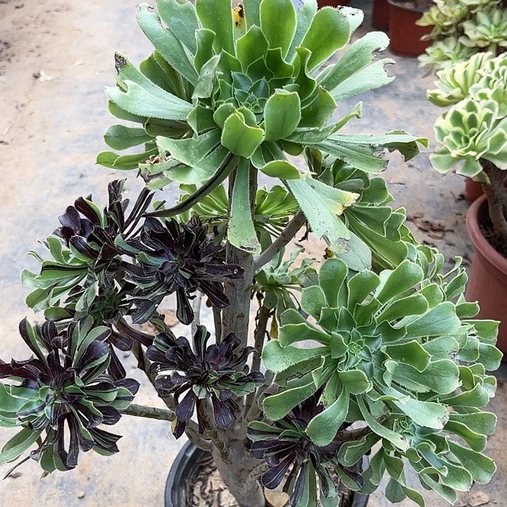 多肉植物水墨丹青28号