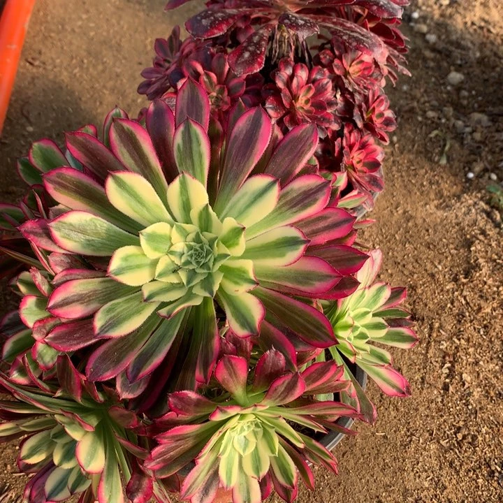 736737多肉植物一物一拍