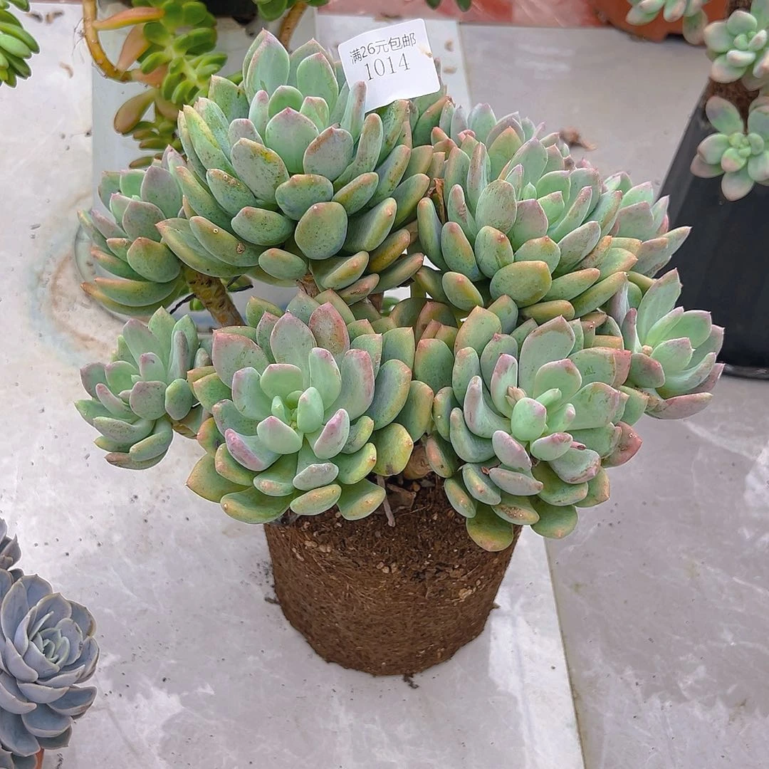 *****1014灰姑娘多肉植物多肉