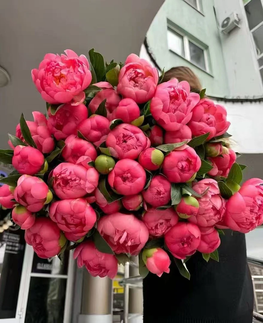 进口梦幻夏威夷珊瑚粉芍药鲜花基地冷链直发