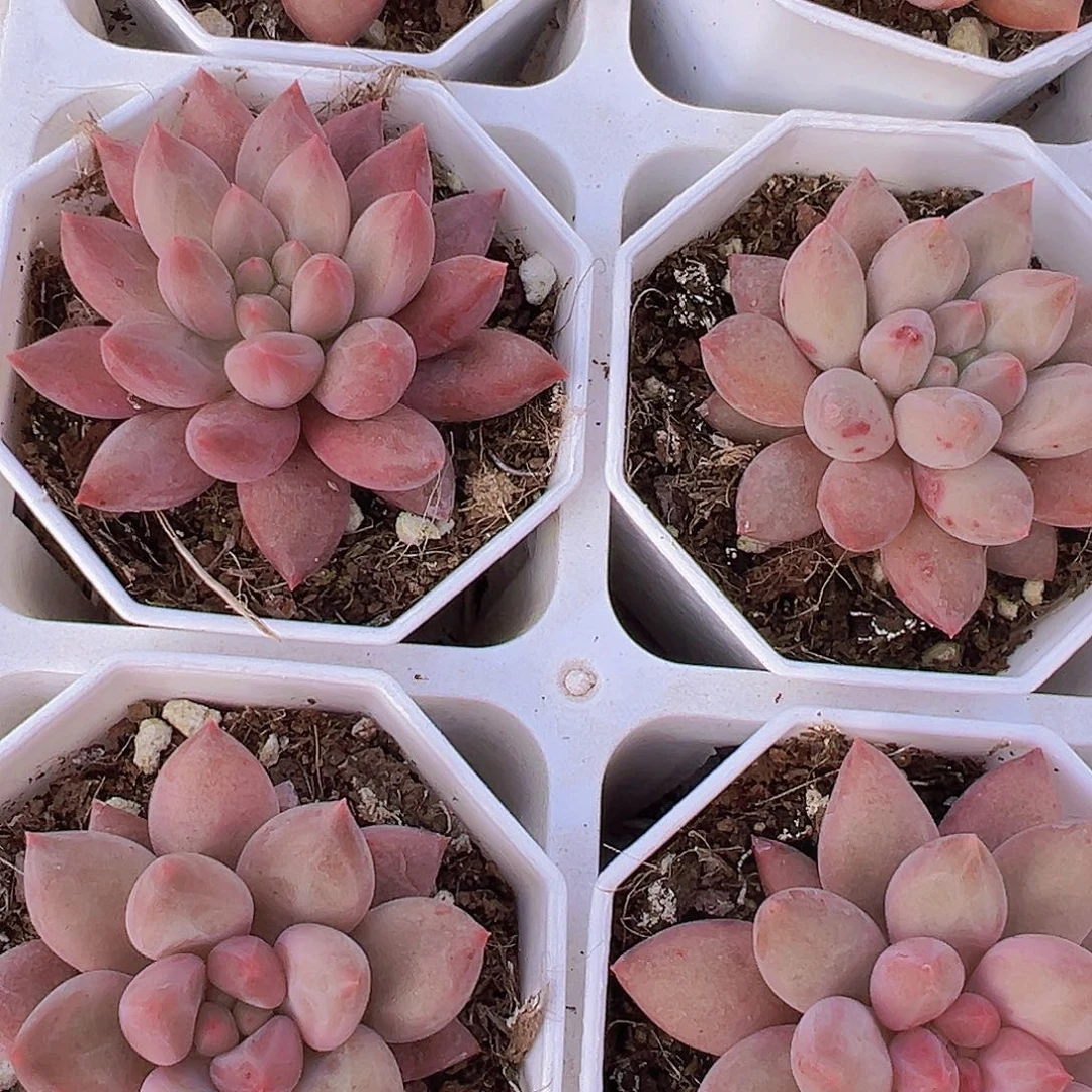 水晶球19包邮多肉