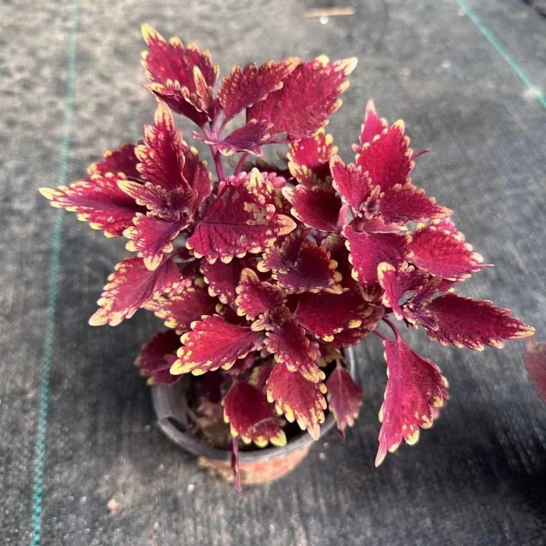 彩叶草红叶花四季观叶植物室外耐寒耐热绿植盆栽地栽适合庭院阳台