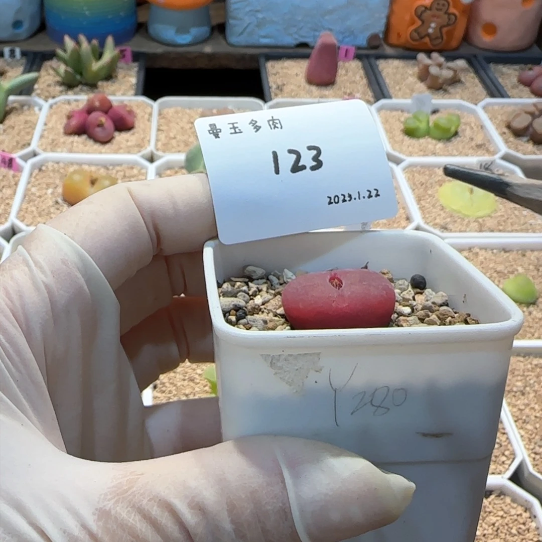 吧*。多肉多肉多肉1.22-123