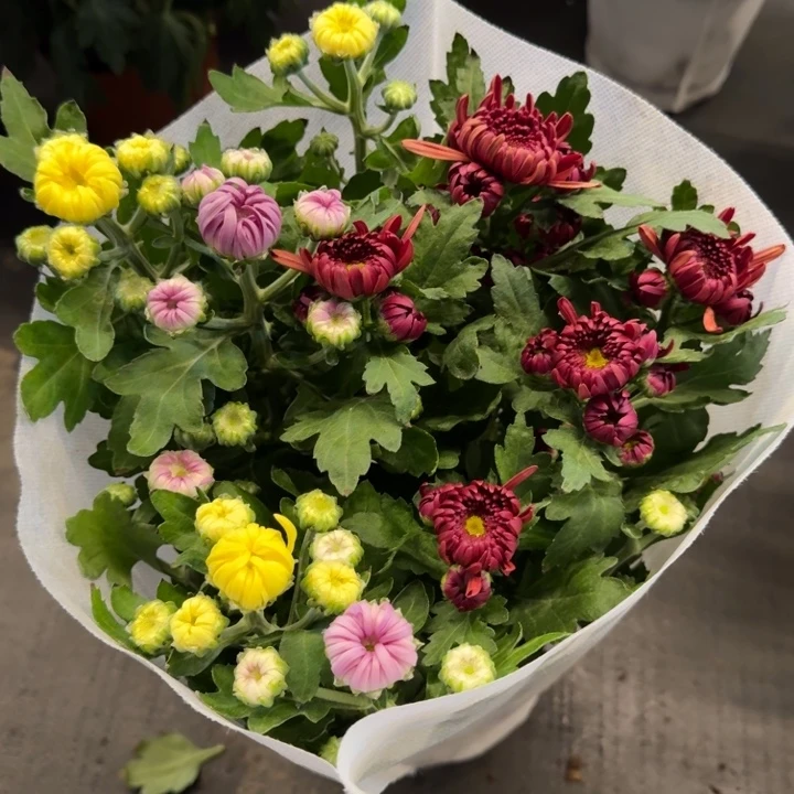 彩色龙爪菊红黄紫