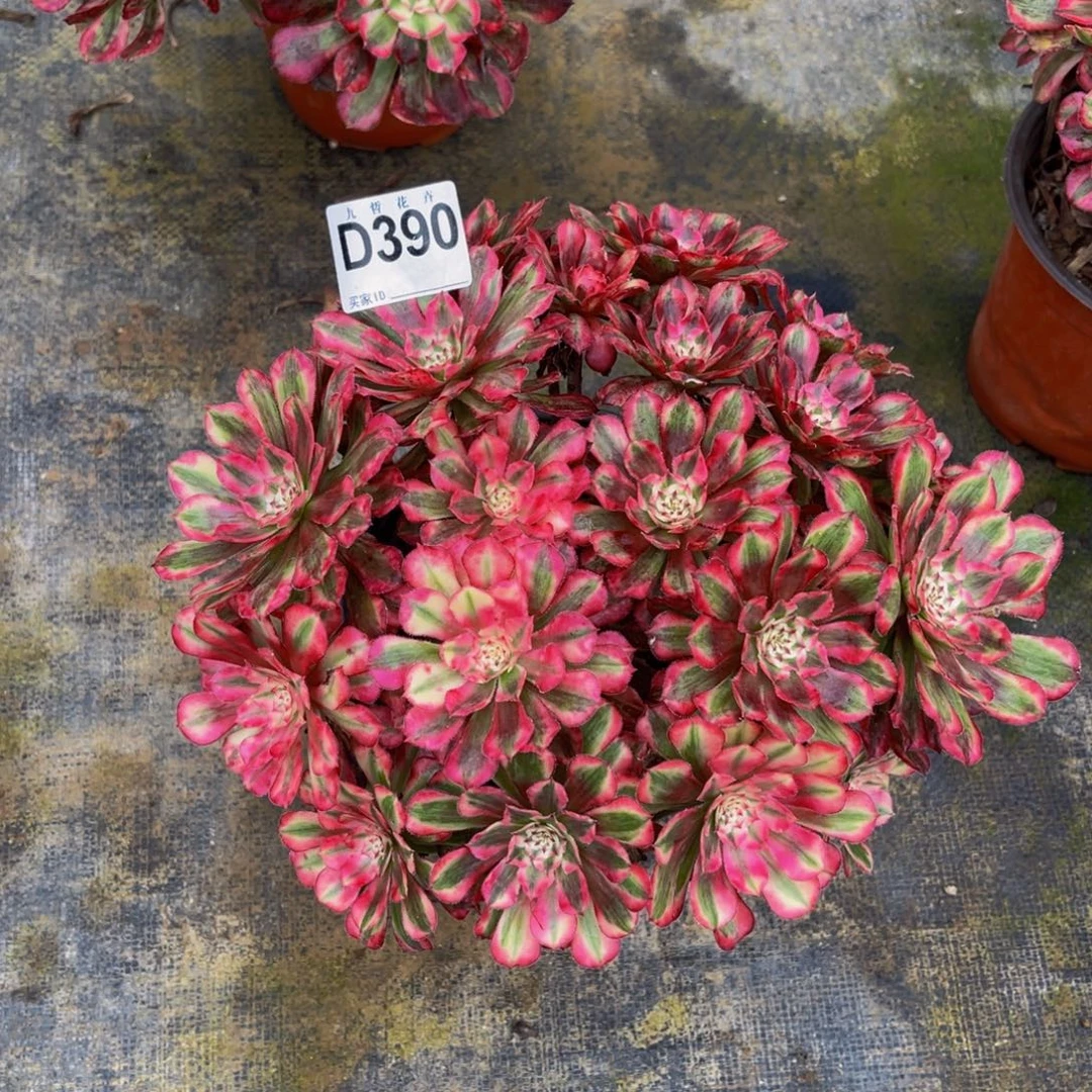 39000红铜超白锦可以拍