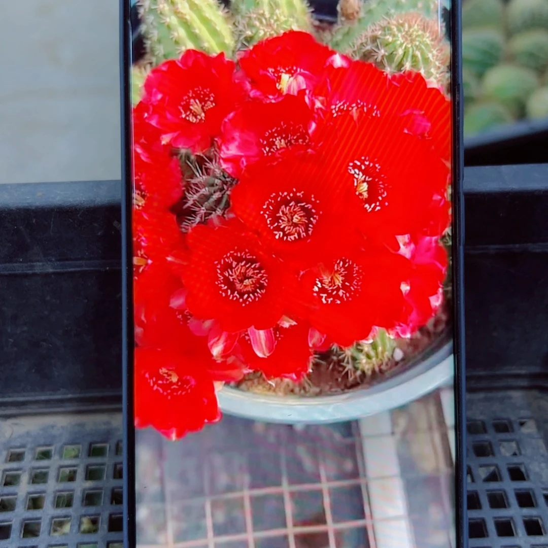 下88白檀血色 2个歪无根侧芽3公分左右20包邮