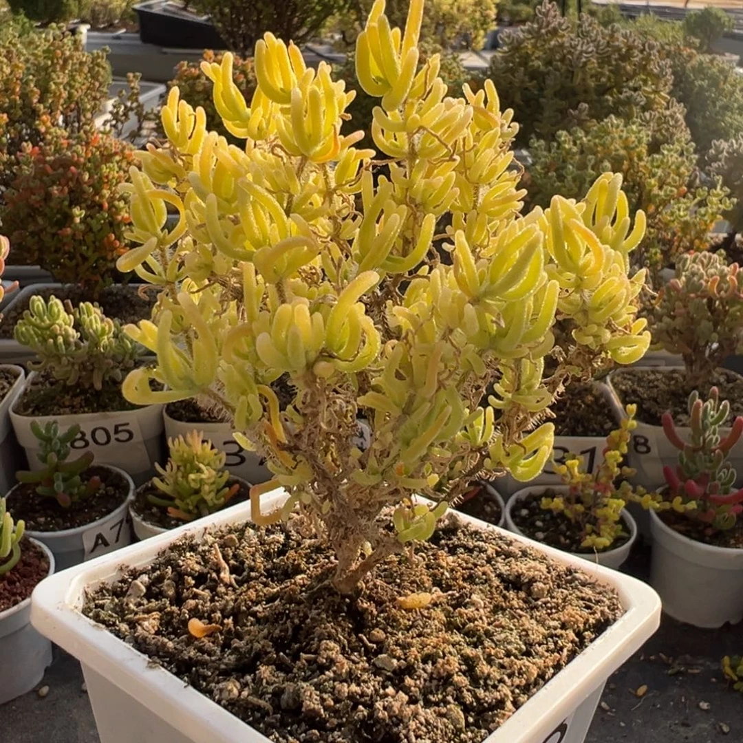 038荧光兔锦枝干一物一拍