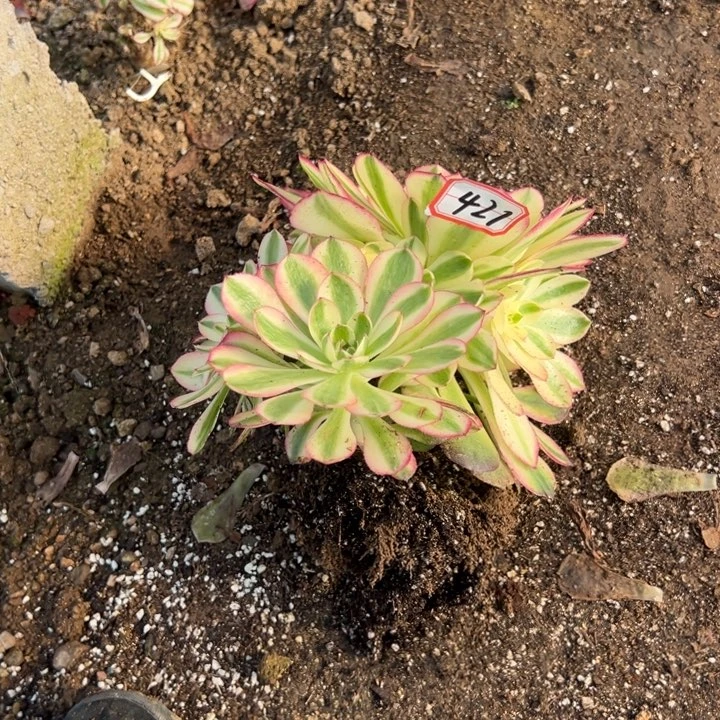 多肉植物421不售后