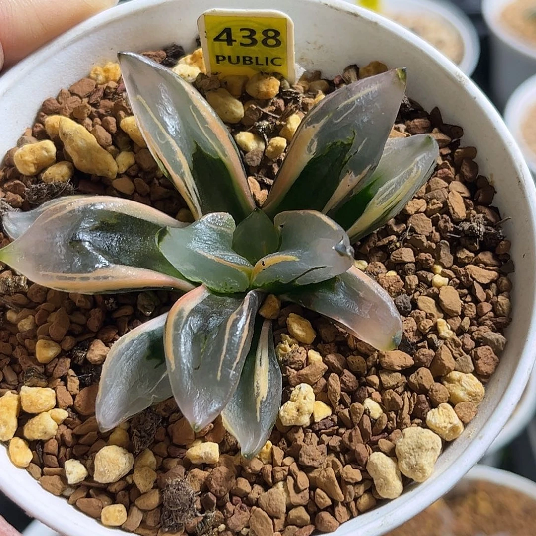 438西瓜寿锦福利福利福利