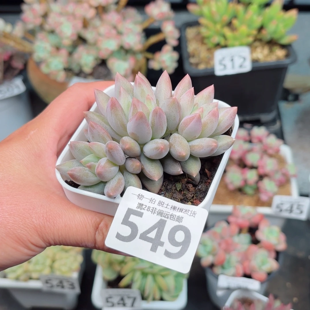 雯***琦金鱼姬三头无盆土发货