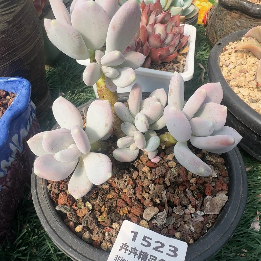 1523 卉卉精品多肉 非偏远地区满28元包邮