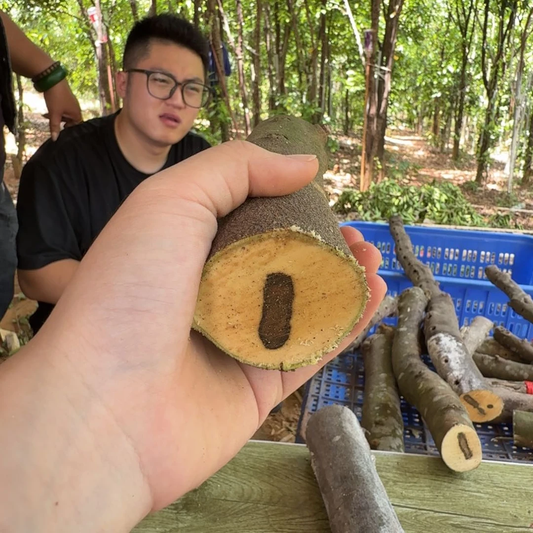 线香奇楠沉香原木