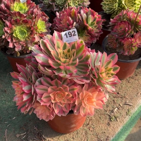 192粉女巫手捧多肉，