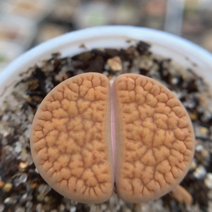 精品生石花125.244