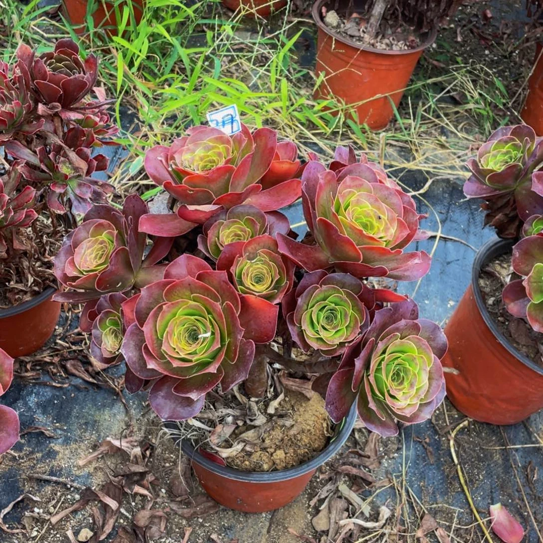 吉***鑫217鲜花老桩魅金玫瑰