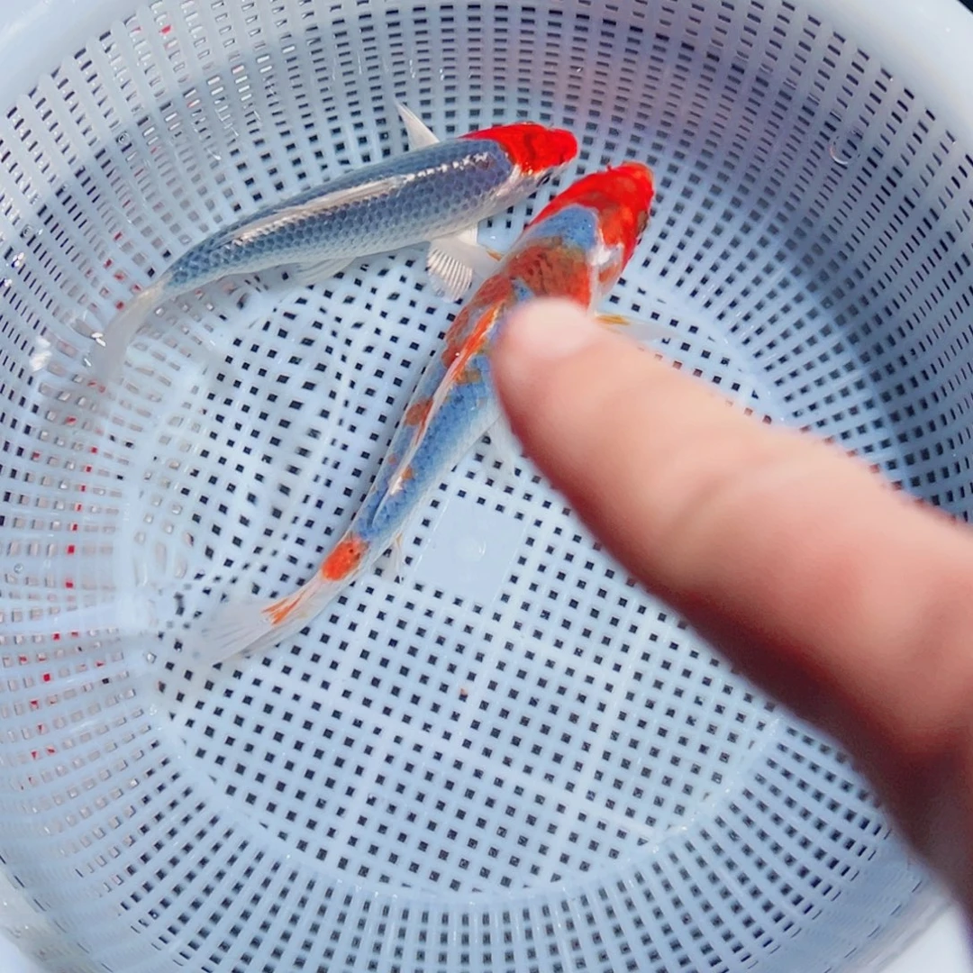 锦鲤锦鲤观赏鱼1111